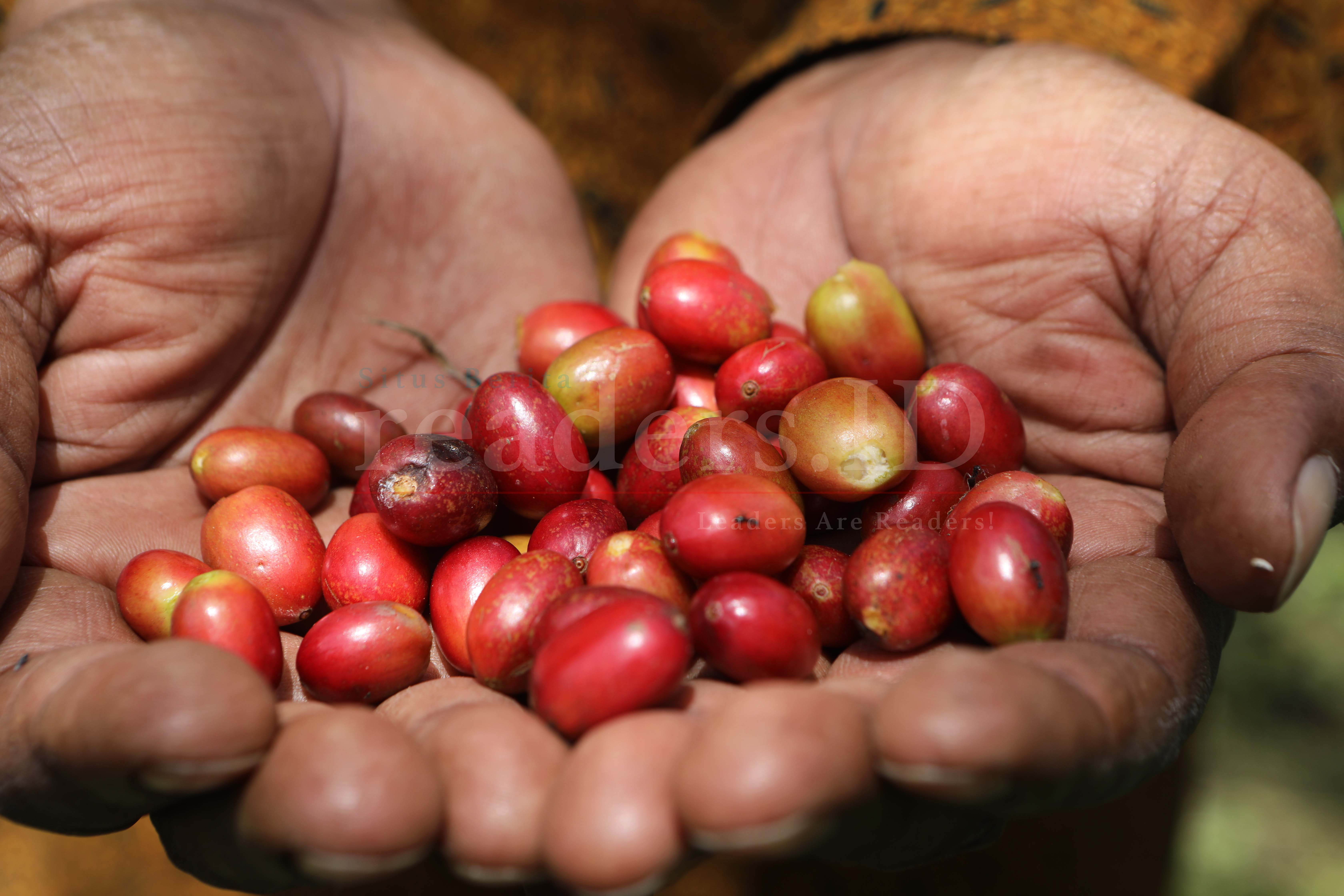 Foto Feature: Kopi Gayo Organik Tembus Pasar Internasional