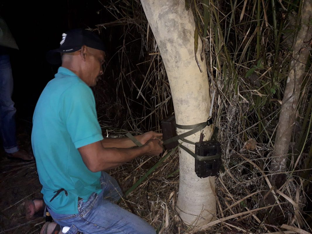 Pasang Kamera Trap, BKSDA Pantau Aktivitas Harimau di Kebun Warga